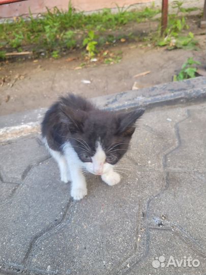 Котенок в добрые руки