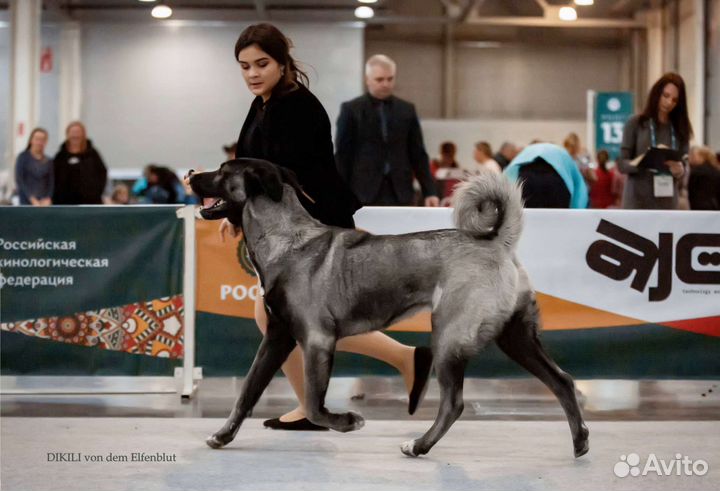 Кангал. Кангальская овчарка. Щенки кангала. Вязка