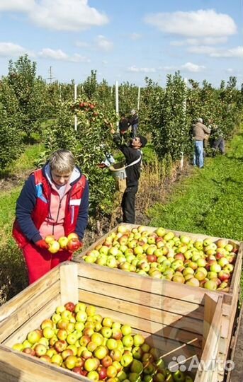 Сборщик яблок с проживанием