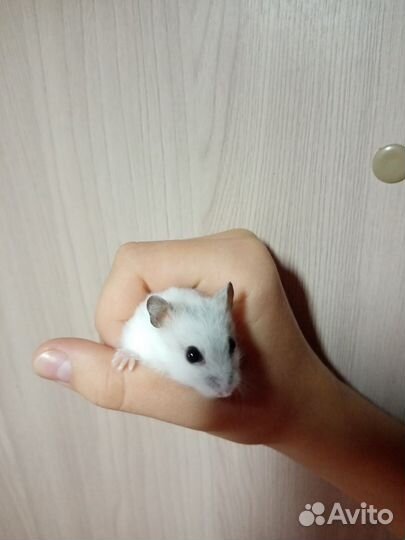 Джунгарский хомяк