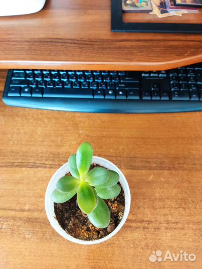 Толстянка крассула