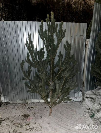 Живые елки и сосны 1-6 м с доставкой 415*55