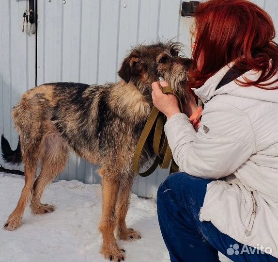 Собака в добрые руки