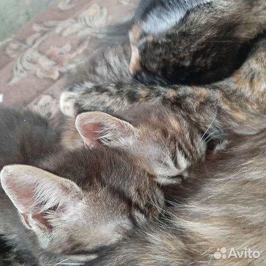Кошки бесплатно