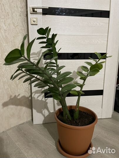 Замиокулькас