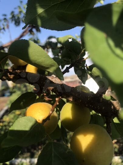 Участок 13 сот. (ИЖС)