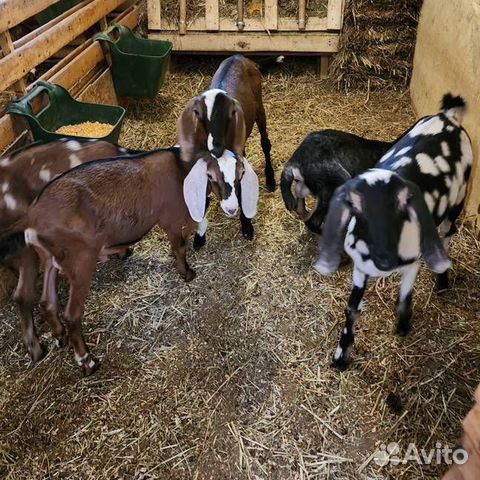 Англо нубийские козы и козлы на племя объявление продам