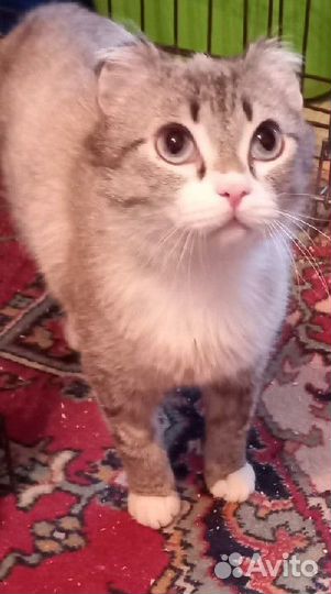 Котёнок - Лунтик