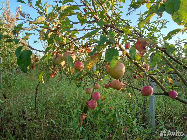 Яблоки оптом
