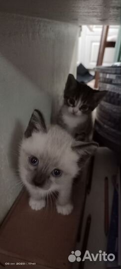 Котята в добрые руки