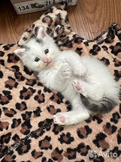 Котенок девочка в добрые руки