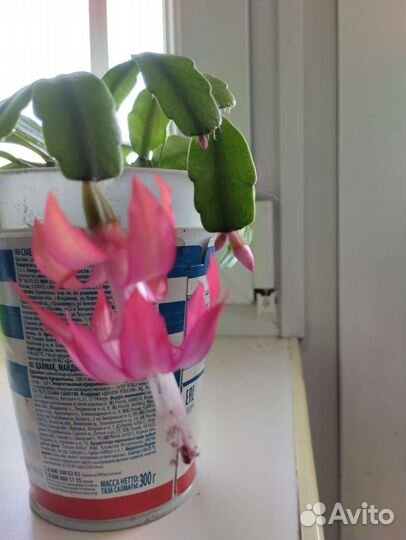 Декабрист шлюмбергера