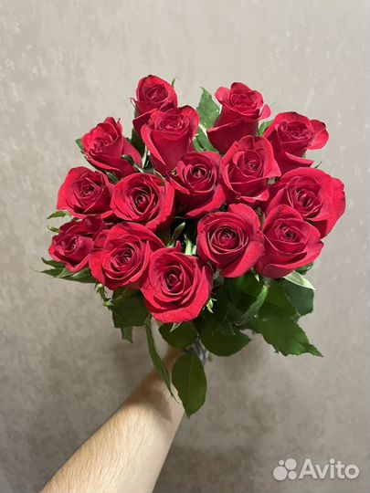 Розы алые красные бордовые без посредников от 15