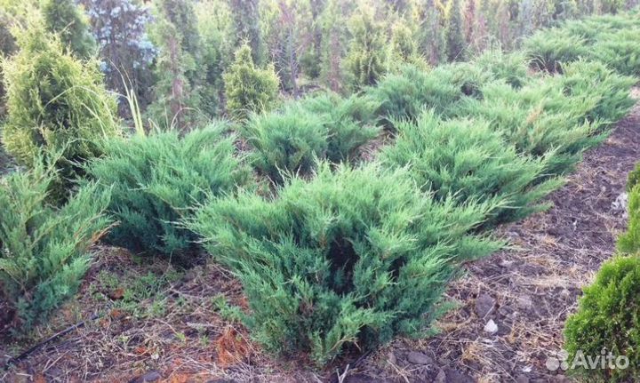 Можжевельник казацкий