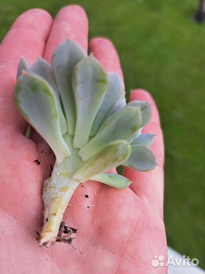 Кристатная форма Эхеверия 