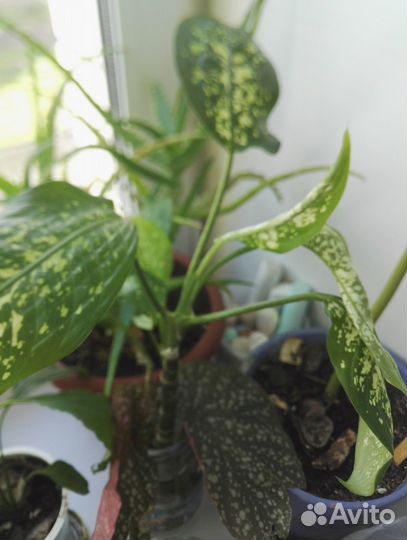 Комнатные цветы