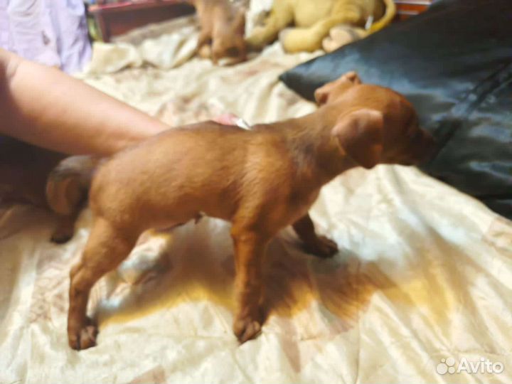 Щеночки 2-х месячные