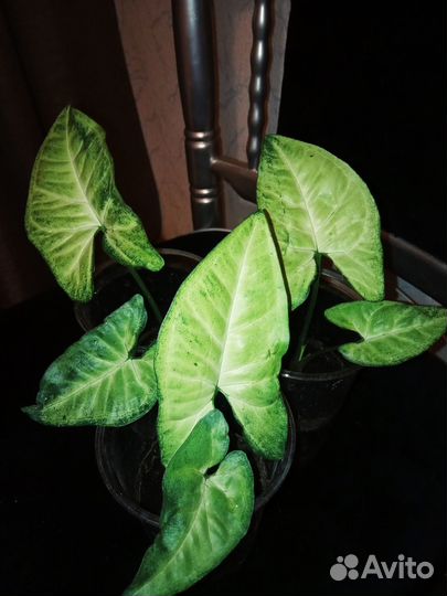 Сингониумы сортовые