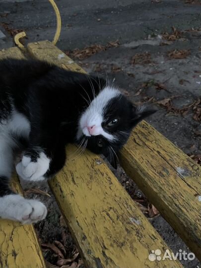 Зеленоглазая красотка