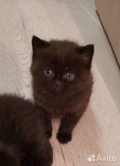 Шотландские котята