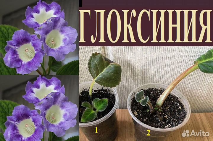 Ахименесы,глоксинии,колерия,колумнея