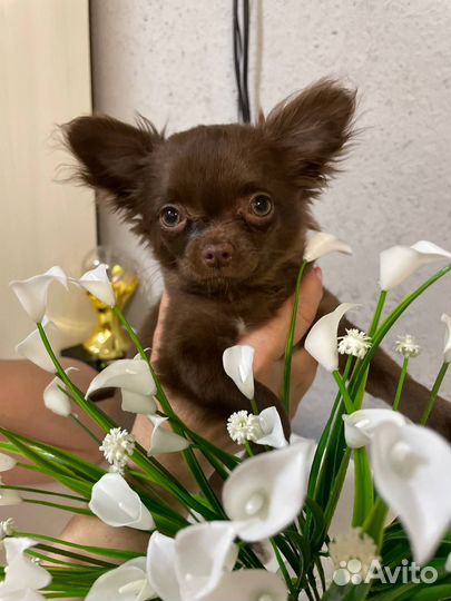 Чихуахуа маленькие собачки, щенки, в любимцы