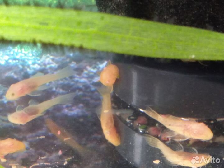 Сомики анцитрусы