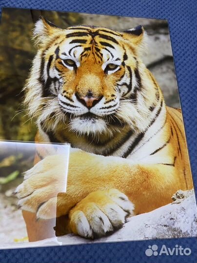 Картина на стекле тигр 40x50