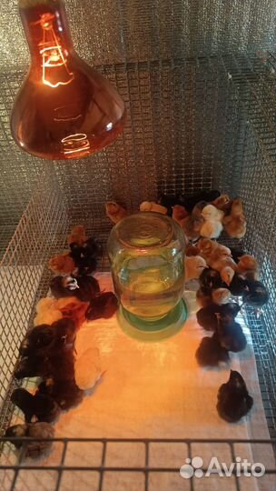 Цыплята суточные подрощеные