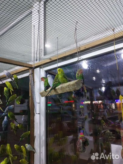 Волнистый попугай