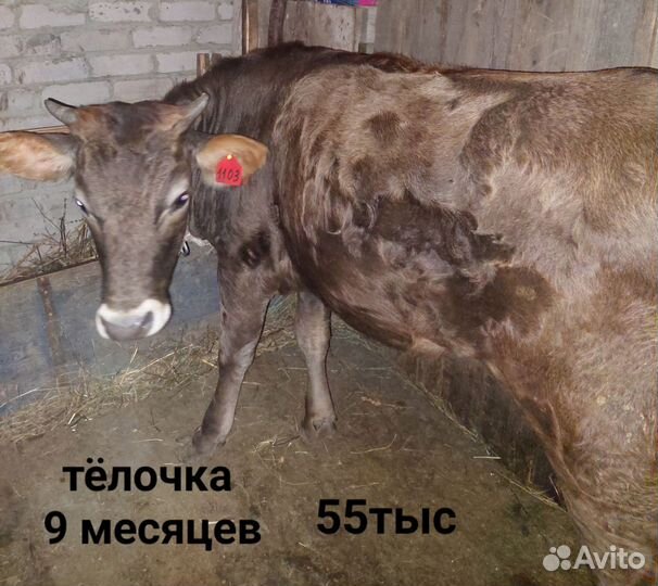 Бычки и телята