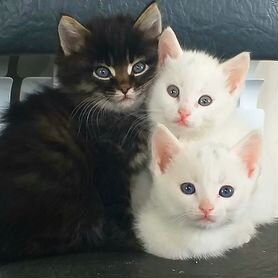 Котята