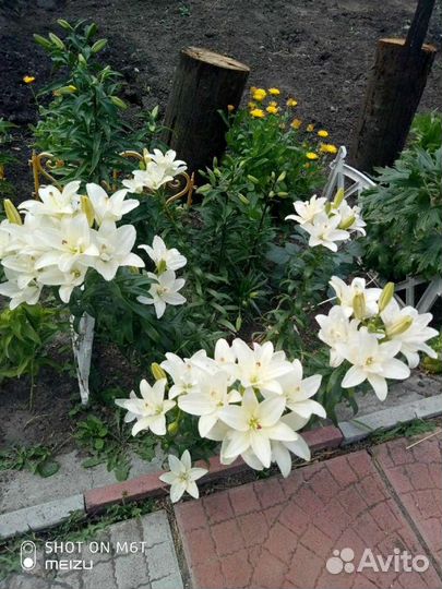 Лилия (луковицы)