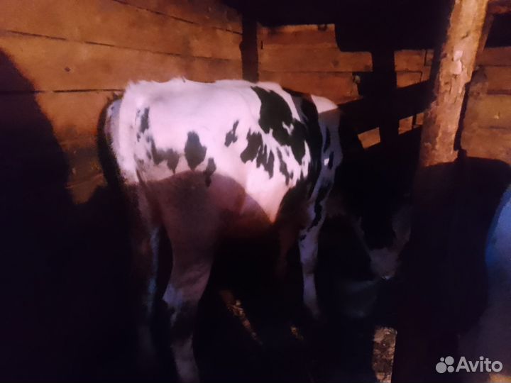 Бык и телки