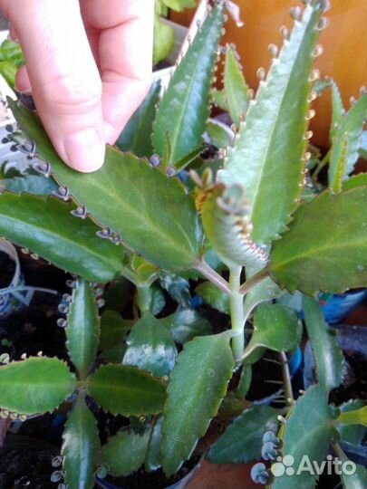 Каланхоэ лечебный, толстянка