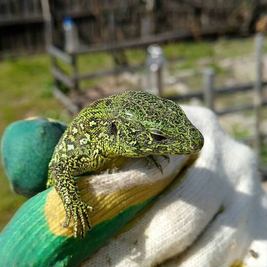 Участок 6 сот. (СНТ, ДНП)