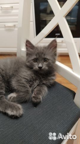 Дымчатая малышка