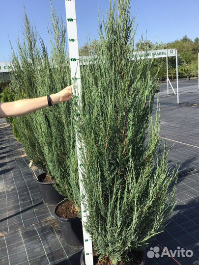 Можжевельник Блю Эрроу С35 200-220см