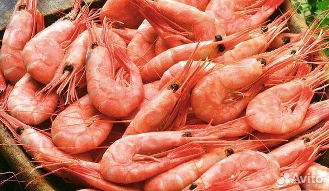 Креветка северная