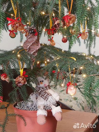 Араукария чилийская