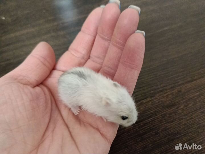 Джунгарский хомяк