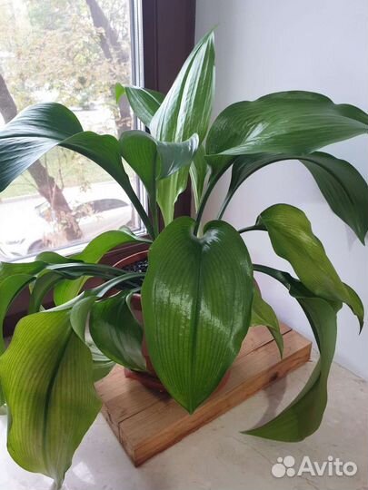 Эухарис амазонская лилия