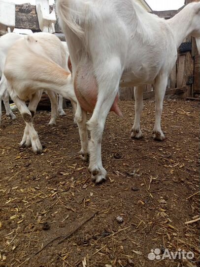 Коза дойная молочная