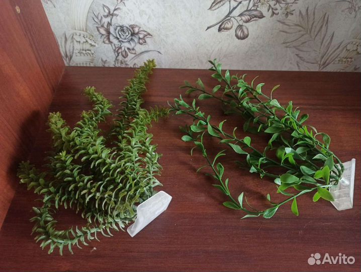 Ракушки и водоросли для аквариума