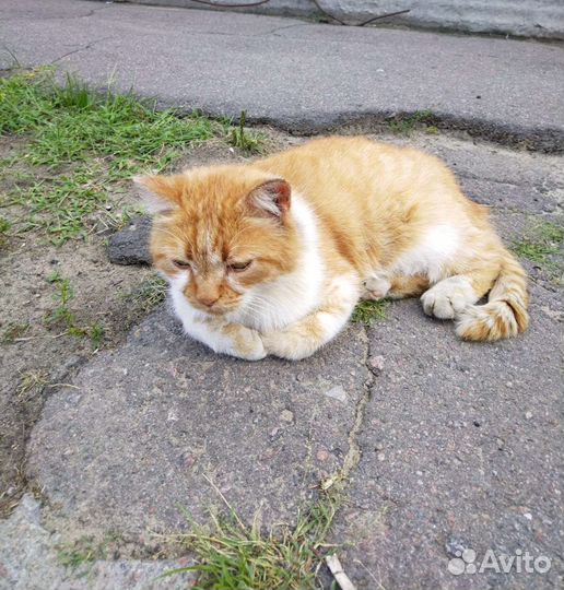 Кот на улице. Кому счастье в дом