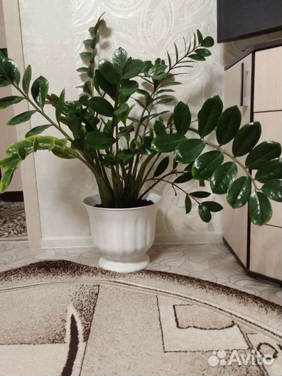 Замиокулькас