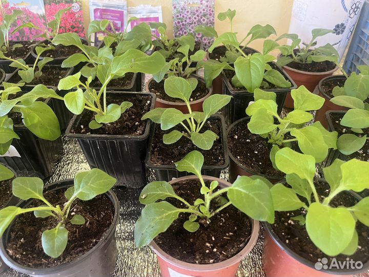 Цветы садовые