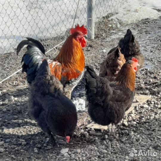 Яйца инкубационные