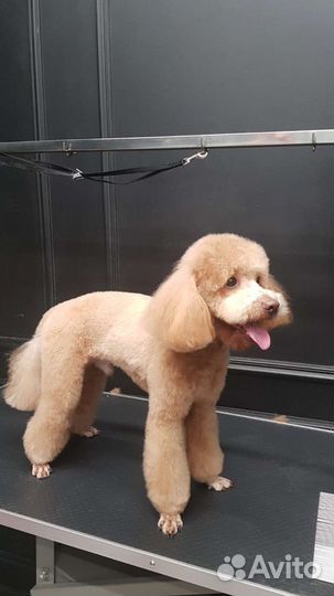 Грумер (Стрижка собак и кошек)