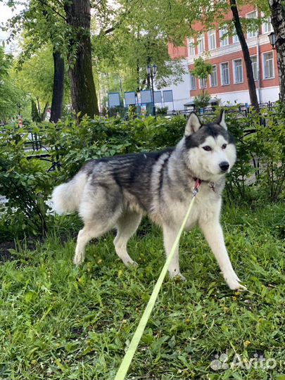 Вязка, чистокровный хаски мальчик